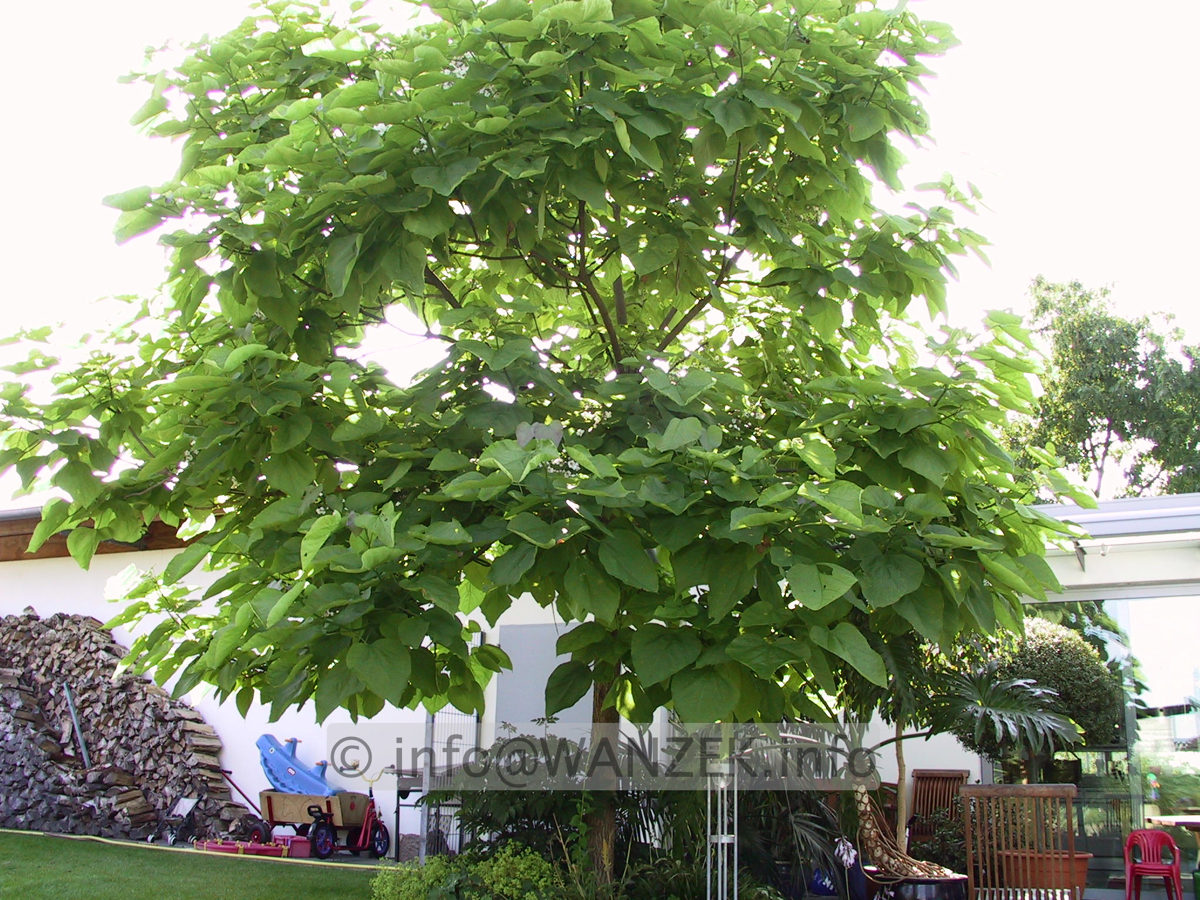 Catalpa bignonioides - Baum 01.jpg